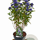 Caryopteris cland. Grand Bleu 20-40 cm 3,0L