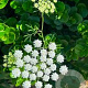 Cenolophium denudatum GM P9