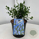 Ceanothus impressus 'Victoria' 25-30 cm 2,0L