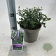 Ceanothus impressus 'Victoria' 25-30 cm 2,0L
