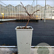 Chaenomeles cathayensis 20-30 cm P15