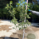 Cornus k. 'China Girl' 150-175 cm 20L