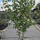 Cornus k. 'China Girl' 150-175 cm 20L