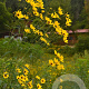 Coreopsis tripteris 'Handy Size' GM P9