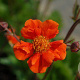 Geum 'Sea Breeze' GM P9
