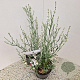 Gomphostigma v. 'Silver Butterfly' 30-40 cm 2,0L