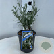 Gomphostigma v. 'Silver Butterfly' 30-40 cm 2,0L
