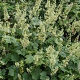 Heuchera villosa 'Chantilly' GM P9