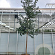 Ilex koehneana 'Chestnut Leaf' 20-25 cm cont. 90L