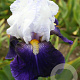 Iris (G) 'Night Edition' GM P9