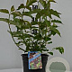 Leycesteria formosa 'Purple Rain' 30-40 cm 3,0L