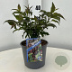 Leycesteria formosa 'Purple Rain' 30-40 cm 3,0L