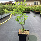 Lindera benzoin 50-80 cm 3,0L