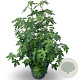 Liquidambar styraciflua 175-200 cm 35L