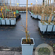 Lycium chinense 20-40 cm C1.5