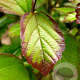 Parrotia persica 'JLPN01' 6-8 cm 35L BEVEERD