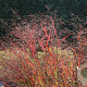 Panicum virgatum 'JS Dark Night' GM P9