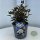 Physocarpus opulif. Little Joker 30-40 cm 3,0L