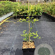 Poncirus trifoliata 60-80 cm 3,0L