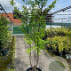 Prunus serrula 200-250 cm 50L meerstammig