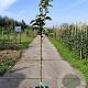 Pyrus pyrifolia 'Chojuro' 100-125 cm 10L
