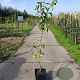 Pyrus pyrifolia 'Hosui' 125-150 cm 10L