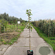 Pyrus pyrifolia 'Nijisseiki' 100-125 cm 10L