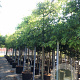 Quercus palustris 14-16 cm 50L 180 cm stam leiboom