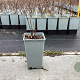 Rubus illecebrosus GM 1.5