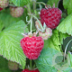 Rubus idaeus 'Malling Promise' 20-30 cm P15