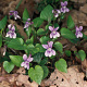 Viola reichenbachiana GM P9