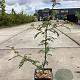 Zanthoxylum schinifolium 60-80 cm 3,0L