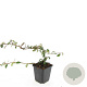 Cotoneaster dammeri GM P9