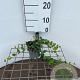 Vinca minor 'Atropurpurea' GM P9
