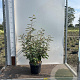 Elaeagnus ebbingei 40-50 cm 5,0L