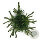 Pinus mugo uncinata 30-40 cm 6,5L