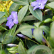 Vinca minor GM P9