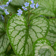 Brunnera macr. 'Jack Frost' GM P9