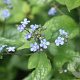 Brunnera macr. 'Jack Frost' GM P9