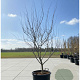 Cercis can. 'Forest Pansy' 175-200 cm container meerstammig