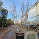 Cornus k. 'Milky Way' 175-200 cm container meerstammig