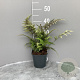Athyrium niponicum 'Red Beauty' GM 2,0L