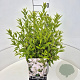 Deutzia gracilis 30-40 cm 10L