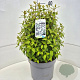 Philadelphus 'Lemoinei' 35-40 cm 10L