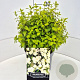 Philadelphus 'Manteau d'Hermine' 30-35 cm 10L