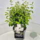 Philadelphus 'Virginal' 35-40 cm 10L