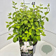 Philadelphus 'Virginal' 35-40 cm 10L