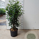 Prunus l. 'Angustifolia' 60-80 cm 10L