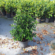 Prunus l. 'Angustifolia' 60-80 cm 10L
