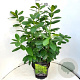 Prunus l. 'Novita' 60-80 cm 10L